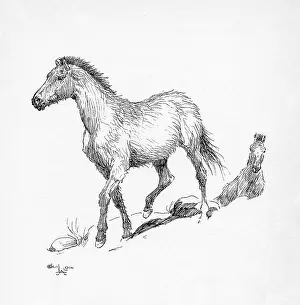 Aldin: Illustration by Cecil Aldin, Two Horses