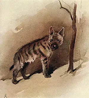 Aldin: Illustration by Cecil Aldin, The Jackal