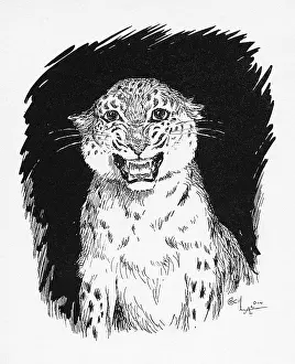 Aldin: Illustration by Cecil Aldin, The Jaguar