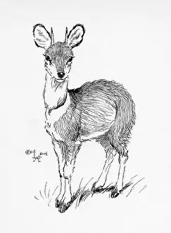 Aldin: Illustration by Cecil Aldin, The Klipspringer