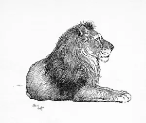 Aldin: Illustration by Cecil Aldin, The Lion