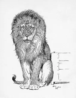 Aldin: Illustration by Cecil Aldin, The Lion