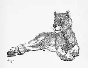 Aldin: Illustration by Cecil Aldin, The Lioness