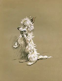 Scottie: Illustration by Cecil Aldin, Mac