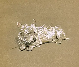 Scottie: Illustration by Cecil Aldin, Mac