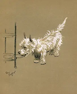 Scottie: Illustration by Cecil Aldin, Mac
