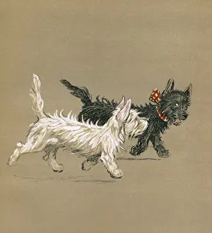 Scottie: Illustration by Cecil Aldin, Mac