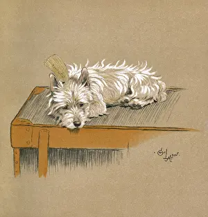 Scottie: Illustration by Cecil Aldin, Mac