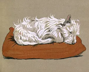 Scottie: Illustration by Cecil Aldin, Mac
