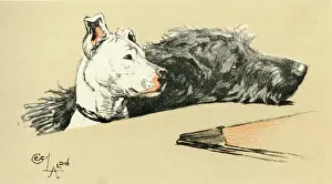 Wolfhound: Illustration by Cecil Aldin, Micky and Cracker