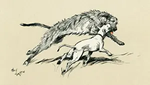 Wolfhound: Illustration by Cecil Aldin, Micky and Cracker