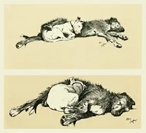 Wolfhound: Illustration by Cecil Aldin, Micky and Cracker