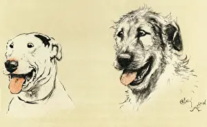 Helper: Illustration by Cecil Aldin, Micky and Cracker