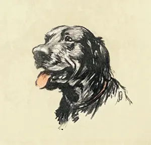 Mongrels: Illustration by Cecil Aldin, the mongrel dog show