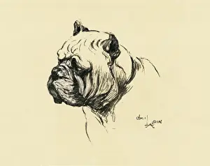 Mongrels: Illustration by Cecil Aldin, the mongrel dog show