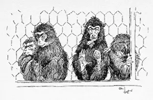 Chimp: Illustration by Cecil Aldin, The Monkey House