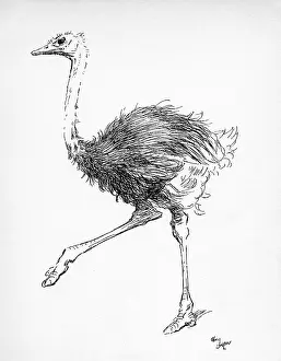 Aldin: Illustration by Cecil Aldin, The Ostrich