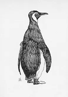 Aldin: Illustration by Cecil Aldin, The Penguin