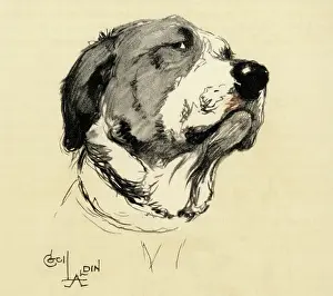 Bored: Illustration by Cecil Aldin, Saint Bernard posing