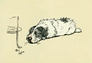 Sealyham: Illustration by Cecil Aldin, Sealyham terrier