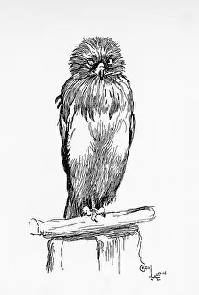 Aldin: Illustration by Cecil Aldin, The Short-Toed Eagle