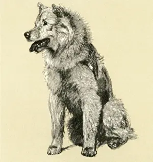 Chow: Illustration by Cecil Aldin, study of a Chow