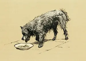 Chow: Illustration by Cecil Aldin, study of a Chow