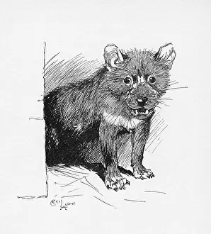 Aldin: Illustration by Cecil Aldin, The Tasmanian Devil