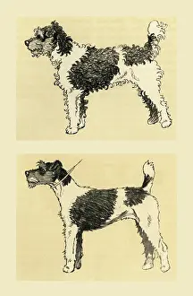 Bobbing: Illustration by Cecil Aldin, terrier before and after