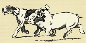 Response: Illustration by Cecil Aldin, terrier and pig