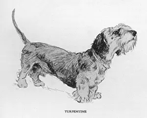 Autobiography: Illustration by Cecil Aldin, Time I Was Dead