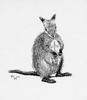 Aldin: Illustration by Cecil Aldin, The Wallaby
