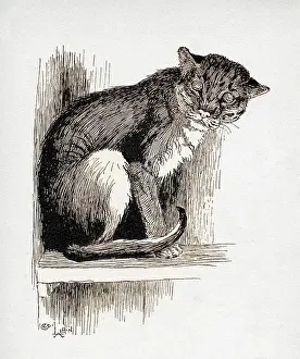 Illustration by Cecil Aldin, The Wild Cat