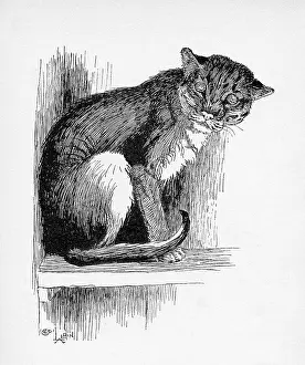 Aldin: Illustration by Cecil Aldin, The Wild Cat