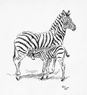 Aldin: Illustration by Cecil Aldin, The Zebra