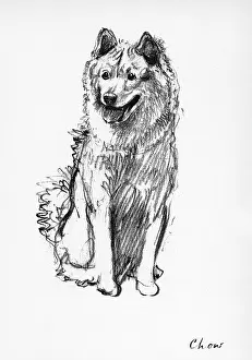 Chow: Illustration of a Chow by Cecil Aldin