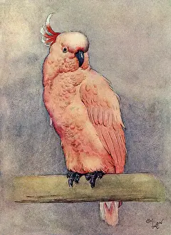 Cockatoo: Illustration, Clicko the pink cockatoo