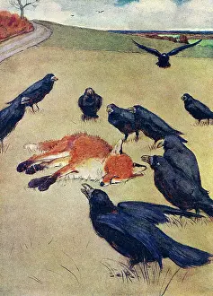 Foxes: Illustration, crows waiting for fox to die