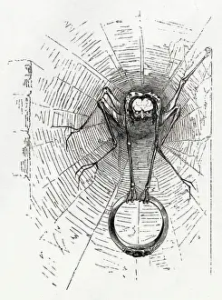 Cobwebs: Illustration, Cymbeline, by William Shakespeare