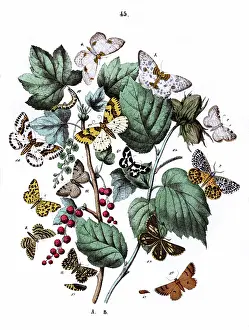 Hazel: Illustration, Dendrometridae