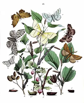 Moths: Illustration, Dendrometridae