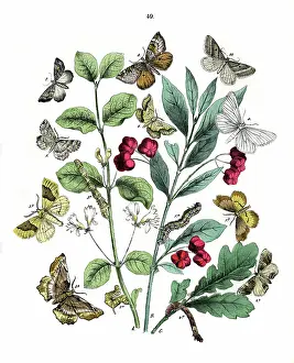 Moths: Illustration, Dendrometridae