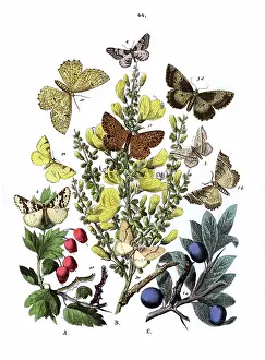 Broom: Illustration, Dendrometridae