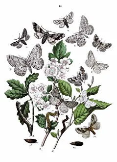 Moths: Illustration, Dendrometridae