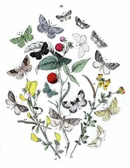 Broom: Illustration, Dendrometridae -- Phytometridae