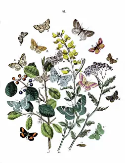 Frangula: Illustration, Dendrometridae -- Phytometridae