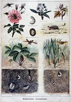 Harmful: Illustration depicting harmful insects. 1897