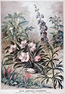Harmful: Illustration depicting harmful or poisonous plants. 1897