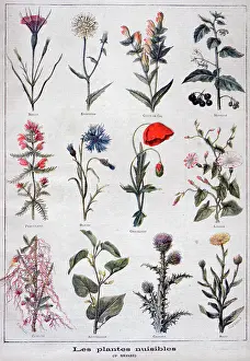 Harmful: Illustration depicting harmful or poisonous plants. 1897