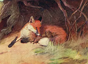 Roots: Illustration, female fox with cubs